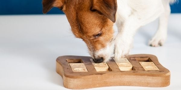 Homemade dog outlet enrichment